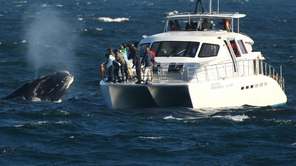 whale watching