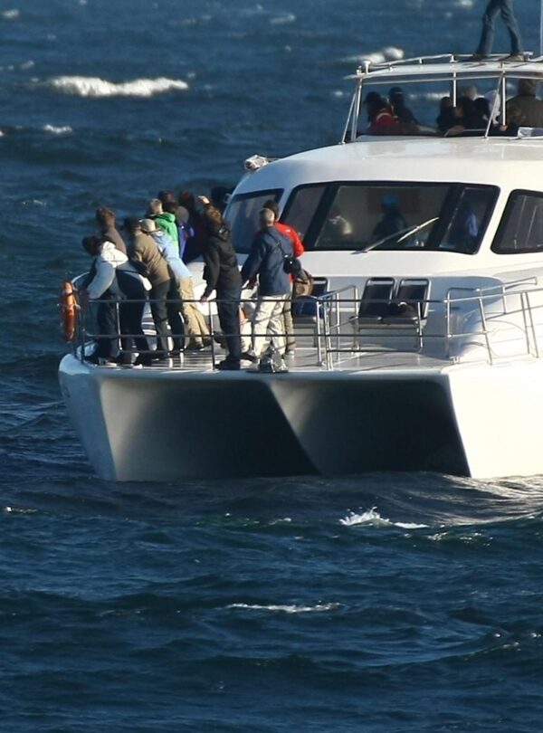 whale watching