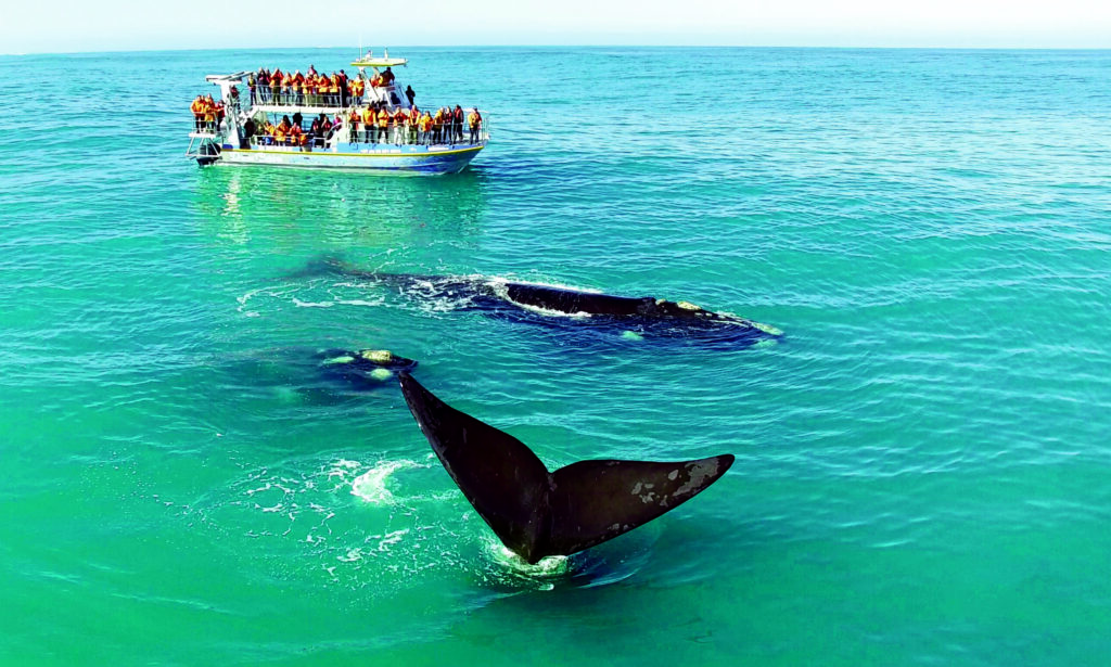 whales and boat scaled