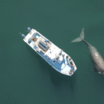 Ivanhoe Boat Overhead With Souther Right Whale Medium 2 150x150