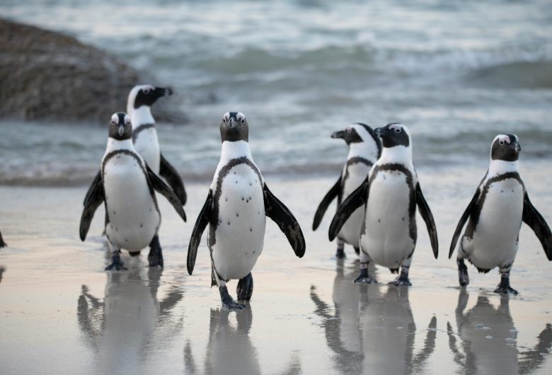 pexels dibert 1299391